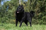 SCHIPPERKE 707